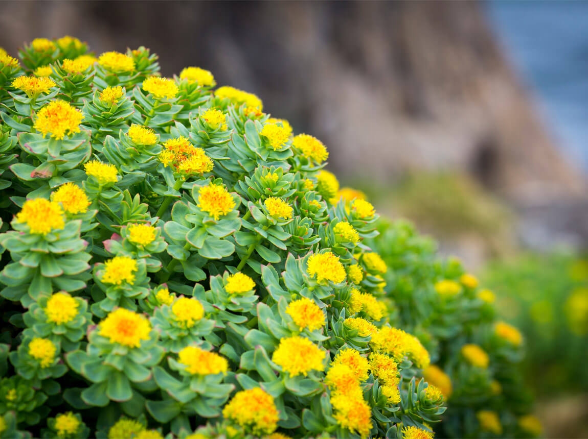 rhodiola rosea