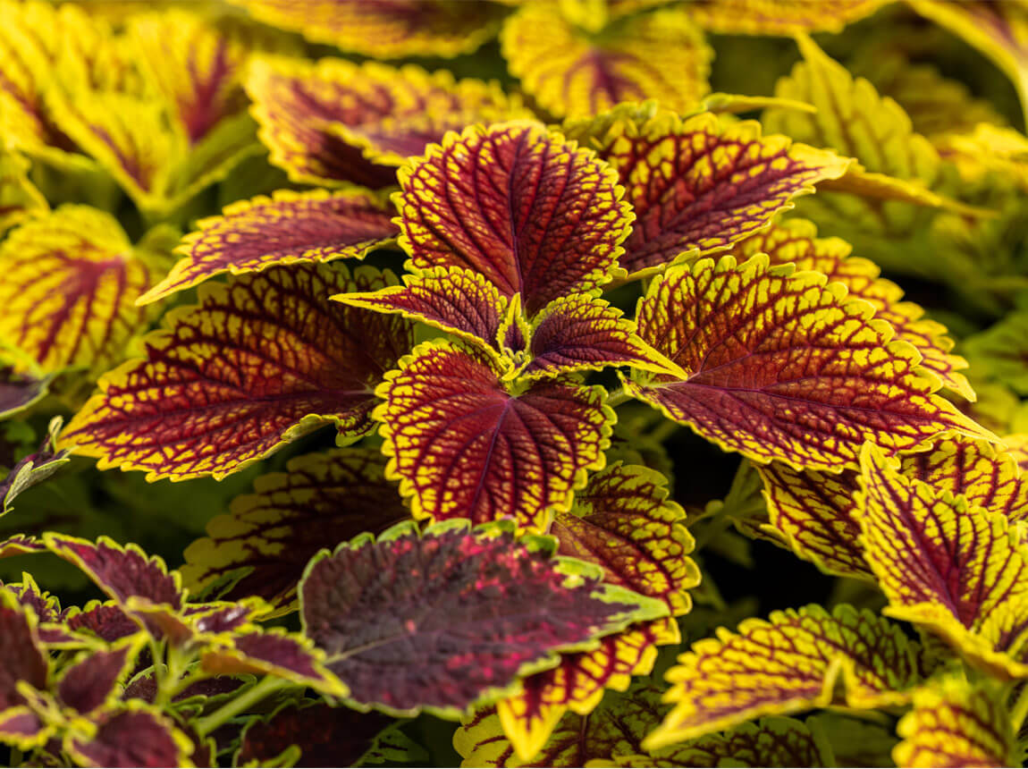 coleus forskohlii