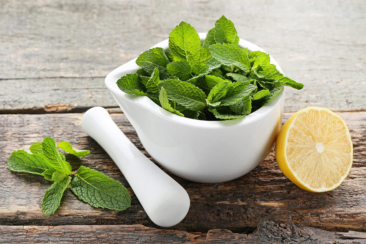 melisa lekarska liście