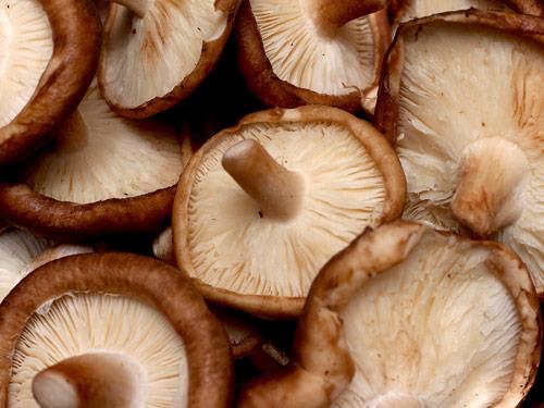 Grzyb shiitake na co pomaga?