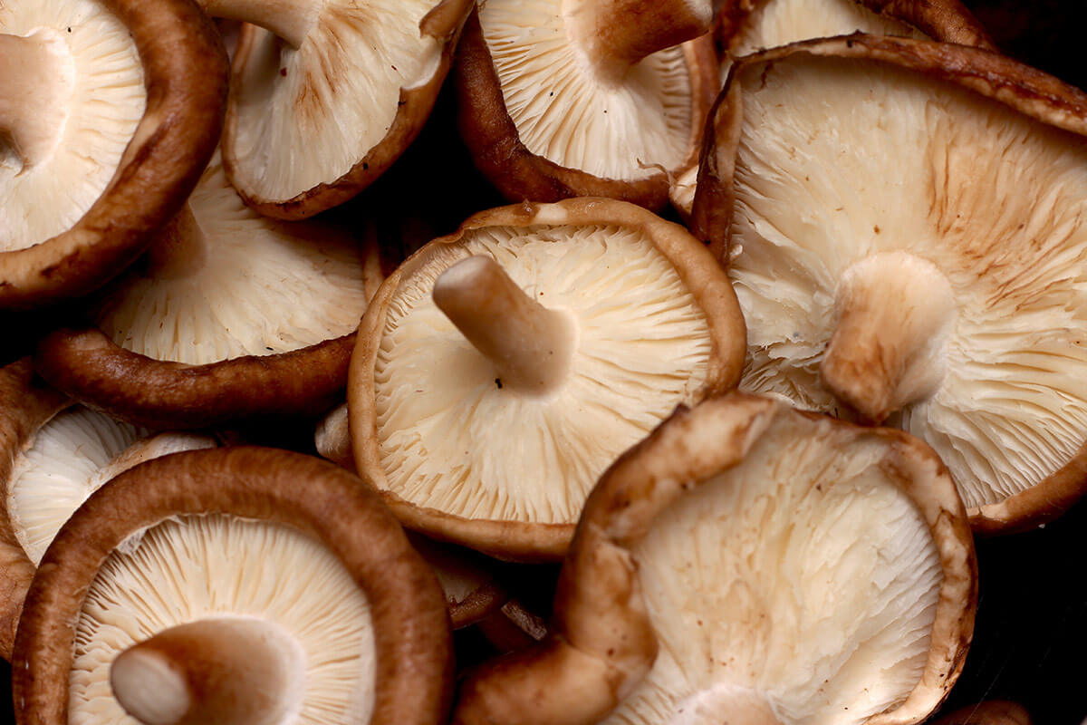 shiitake